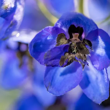 Cinq Moutons Alpehytte
