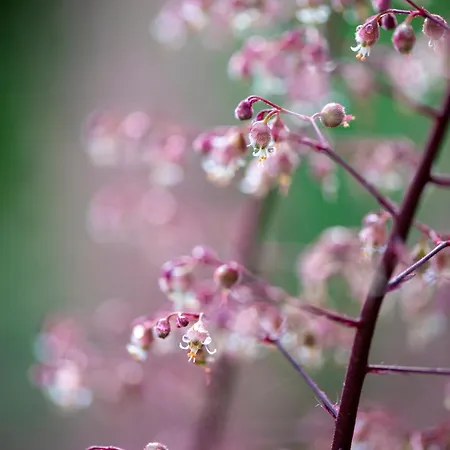 Cinq Moutons Alpehytte