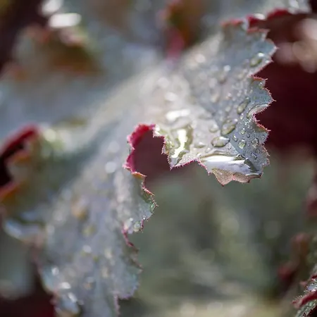 Alpstuga Cinq Moutons