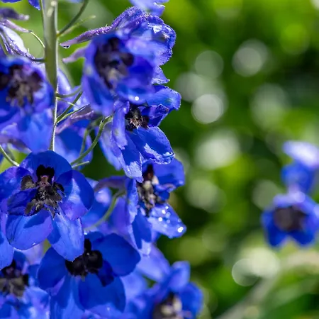 Cinq Moutons Alpehytte *