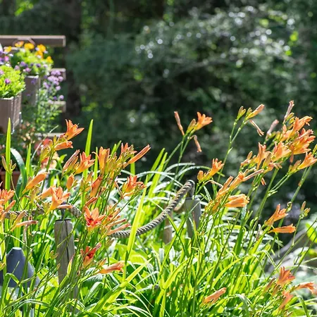 Cinq Moutons Alpehytte *