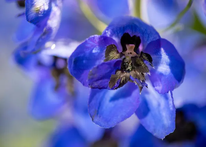 Cinq Moutons Шале