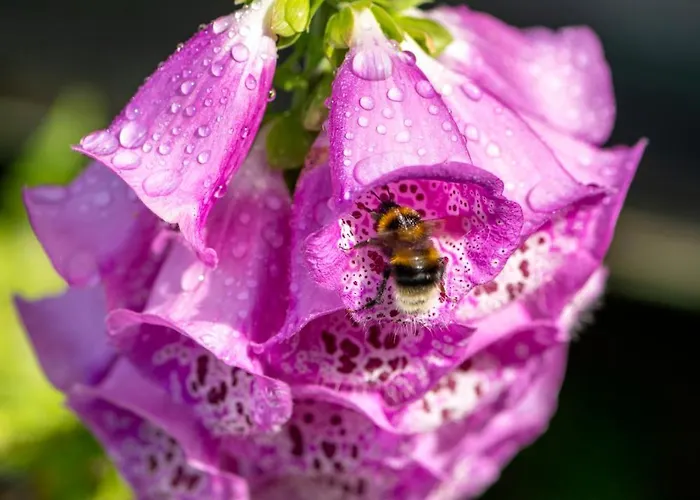 Шале Cinq Moutons Орсьер