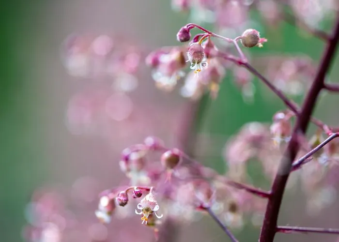 Cinq Moutons Шале