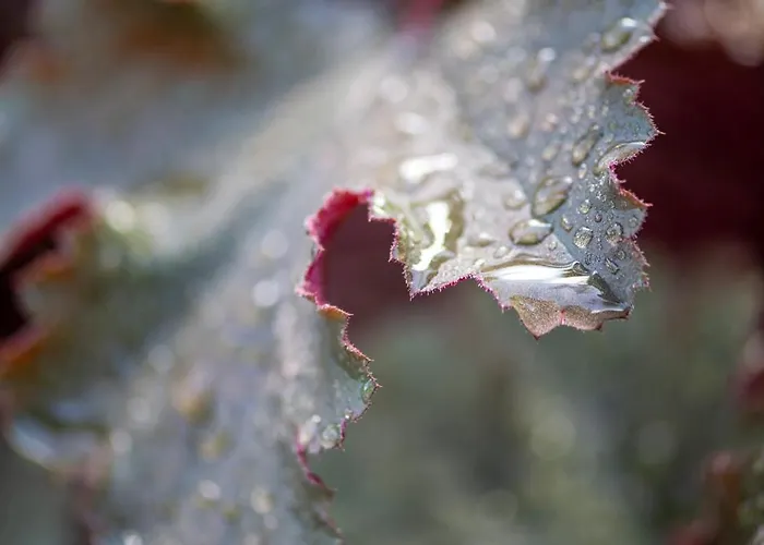 Шале Cinq Moutons