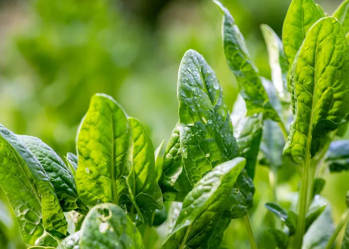 Cinq Moutons Шале