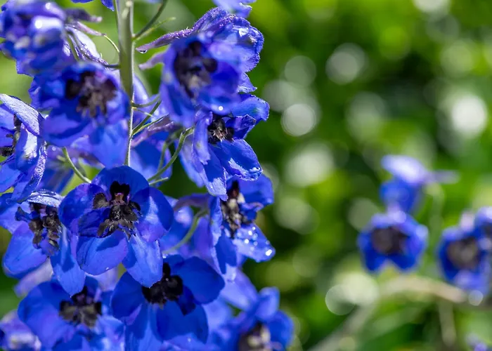 Cinq Moutons Шале *