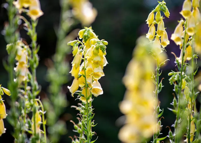 Шале Cinq Moutons *