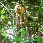 Domek alpejski Cinq Moutons *